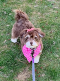 Cute Havachon Pup Cute Havachon Pup