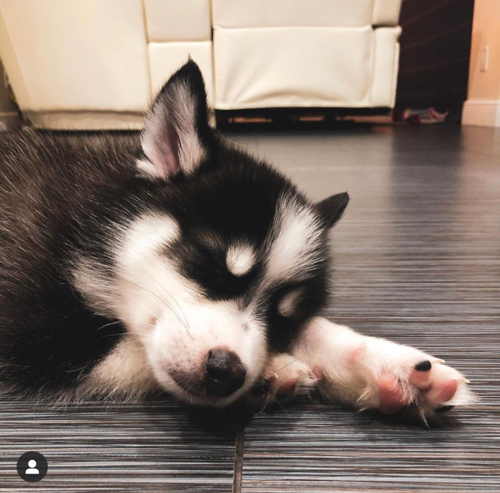 Cute Mini Husky Designer Pup