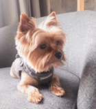 Yorkshire Terrier Being Cute