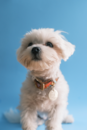 Cute Maltese Purebred Pup