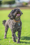 Cute Cavadoodle Poodle Mix Pup