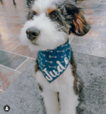 Cute Bernadoodle Poodle Mix Pup