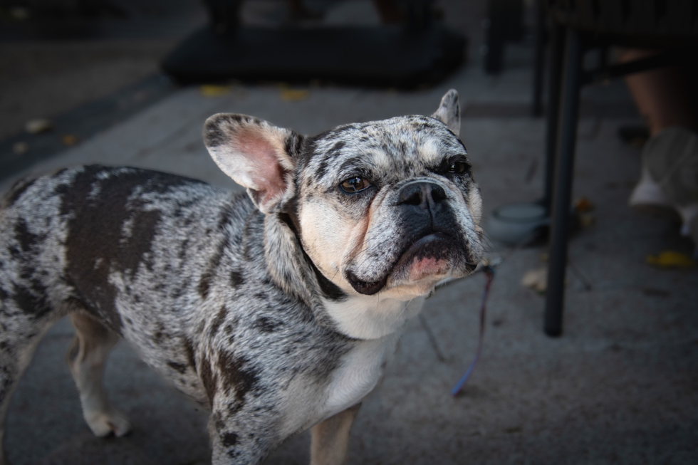 French Bulldog Being Cute