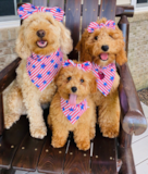 Cute Mini Goldendoodle Pup