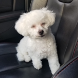 Cute Bichon Frise Pup Cute Bichon Frise Pup