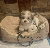 Cute Havanese Designer Pup Cute Havanese Designer Pup