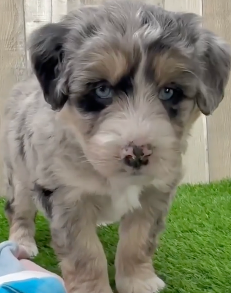 Cute Mini Huskydoodle Poodle Mix Pup