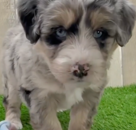 Husky Poo Puppies For Sale - Simply Southern Pups