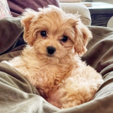 Cute Cavachon Pup