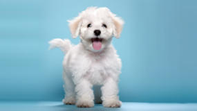 Cute Poochon Poodle Mix Pup