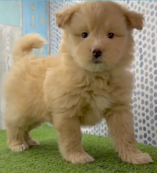 Funny Mini Pomskydoodle Poodle Mix Pup