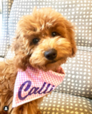 Cute Golden Retriever Poodle Mix Pup