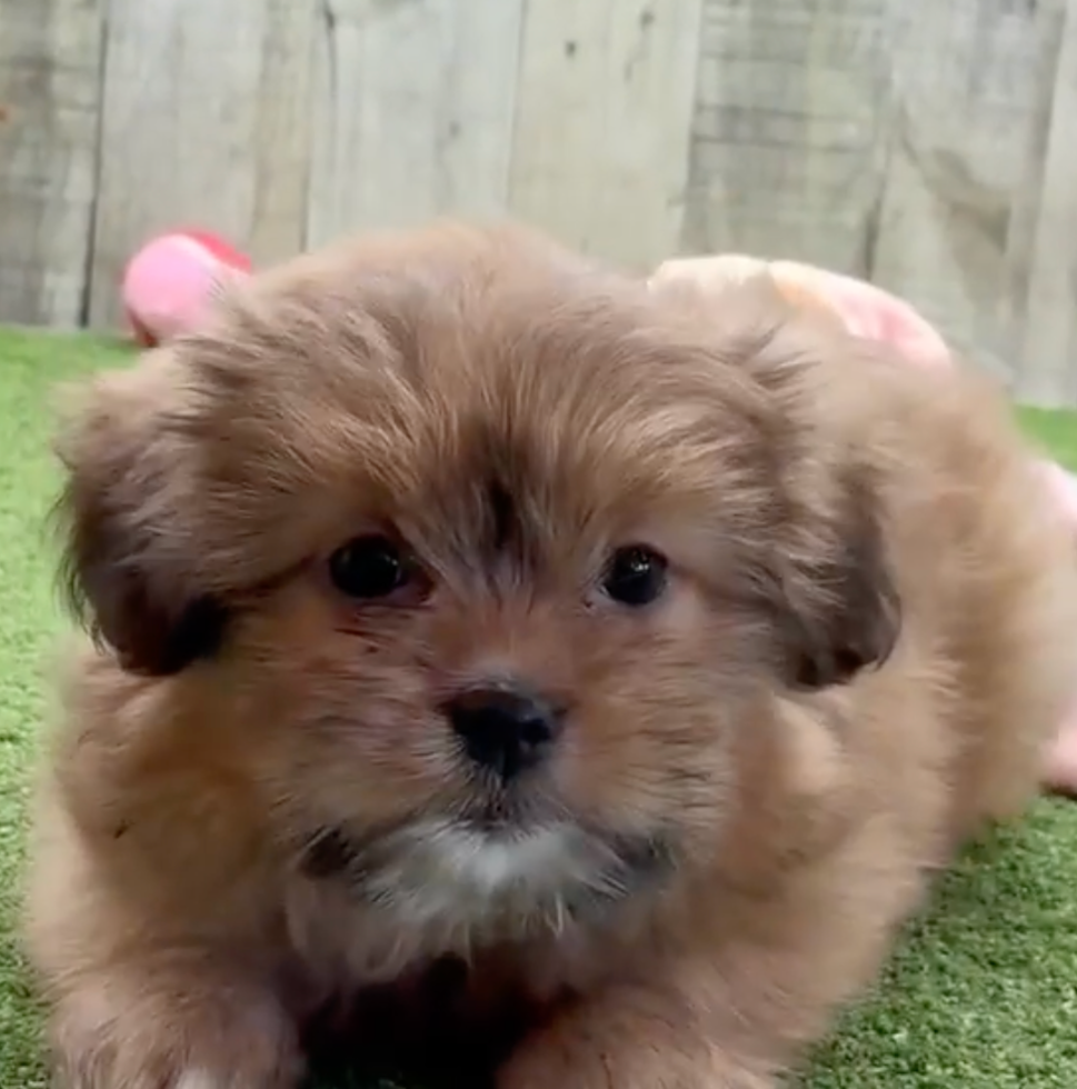 Cute Pom Tzu Designer Pup
