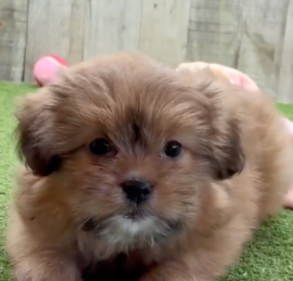Pomshi Puppies For Sale - Simply Southern Pups