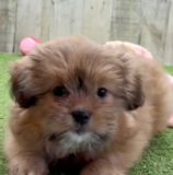 Cute Pom Tzu Designer Pup