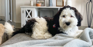 Cute Mini Sheepadoodle Pup Cute Mini Sheepadoodle Pup