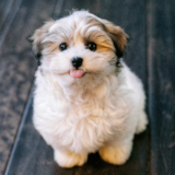 Havanese Being Cute