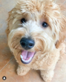 Cute Mini Goldendoodle Pup