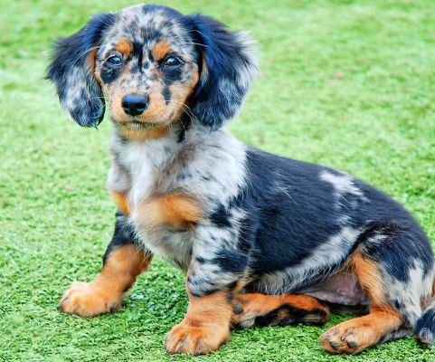 Dachshund Puppies for Sale in Myrtle Beach: Your Complete Guide