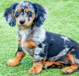 Mini Doxiedoodle Puppies For Sale - Simply Southern Pups