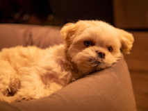 Cute Maltese Purebred Pup