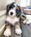 Cute Mini Bernedoodle Pup