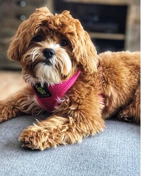 brown shih poo puppies for sale