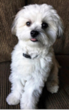 Cute Maltipom Pup Cute Maltipom Pup
