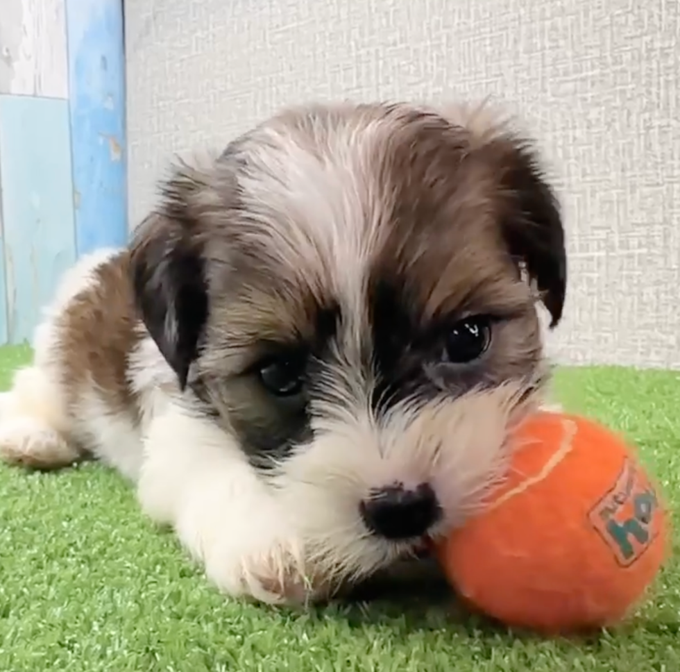 Cute Shorkie Designer Pup