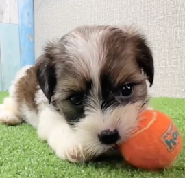 Yorkie Tzu Puppies For Sale - Simply Southern Pups