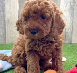 Irishdoodle Puppies For Sale - Simply Southern Pups