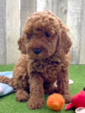 Cute Mini Irish Doodle Pup