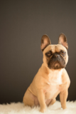 Cute Frenchie Purebred Pup