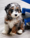 Cute Mini Bernedoodle Pup