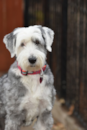 Cute Mini Sheepadoodle Pup