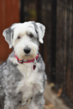 Cute Mini Sheepadoodle Pup