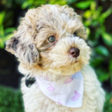 Poochon Being Cute Poochon Being Cute