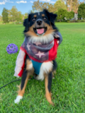 Cute Miniature Austrailian Shepherd Purebred Pup Cute Miniature Austrailian Shepherd Purebred Pup