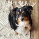 Mini Aussie Being Cute Mini Aussie Being Cute