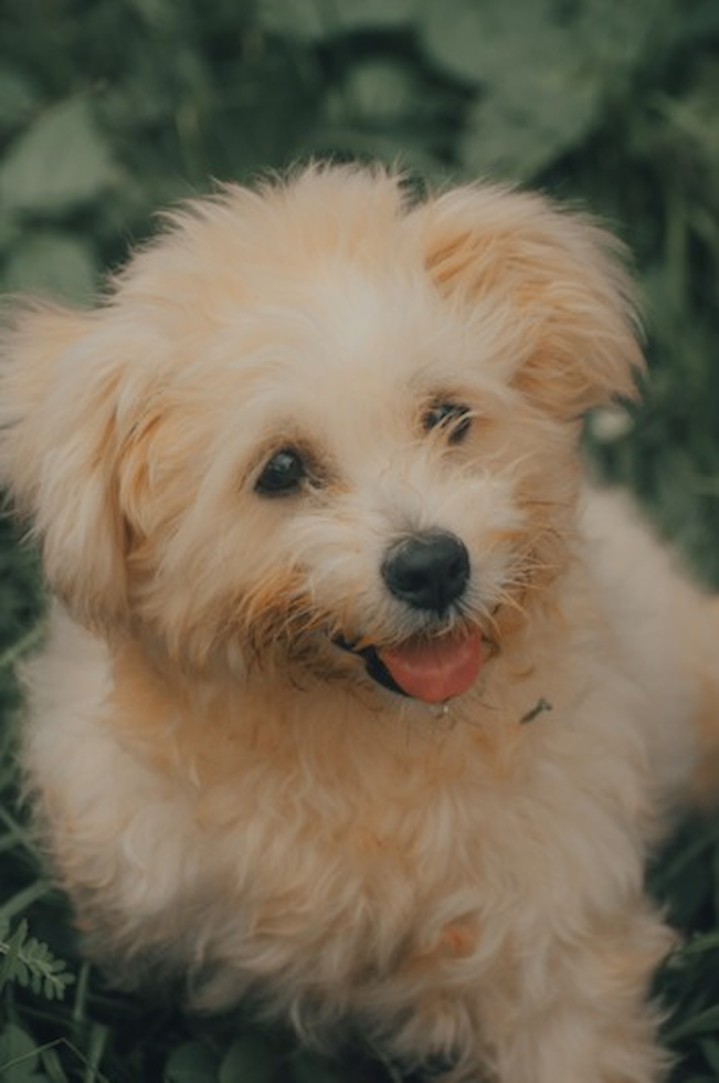 Cute Pomapoo Poodle Mix Pup