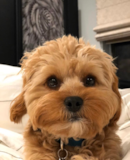 Cute Cavapoo Pup Cute Cavapoo Pup