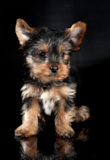 Cute Yorkshire Terrier Pup