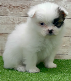 Cute Shih Pom Designer Pup