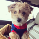 Cute Morkie Designer Pup