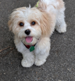 Cute Cavachon Designer Pup