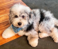 Mini Sheepadoodle Being Cute Mini Sheepadoodle Being Cute