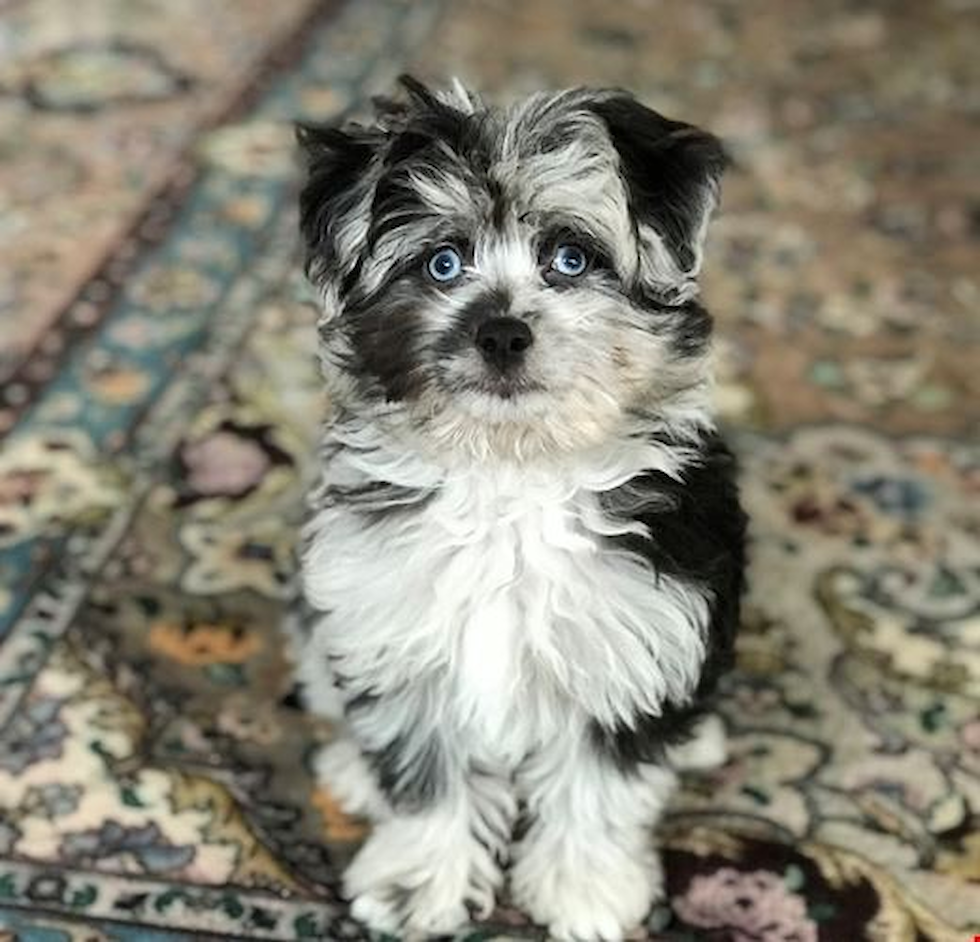 Cute Aussiepoo Poodle Mix Pup