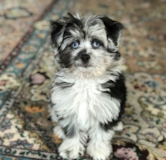Cute Aussiepoo Poodle Mix Pup