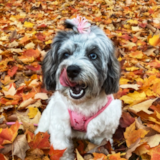 Cute Poodle Purebred Pup Cute Poodle Purebred Pup