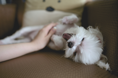 Cute Maltese Purebred Pup